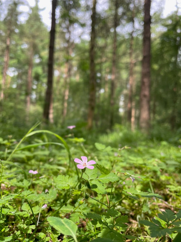 A lush UK woodland, the sustainable source of The Rustic Collection’s rustic wedding décor and engraved gifts