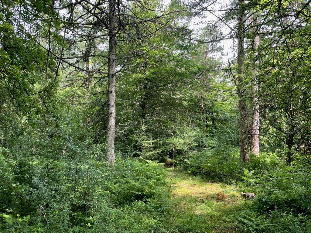 A lush UK woodland, the sustainable source of The Rustic Collection’s rustic wedding décor and engraved gifts